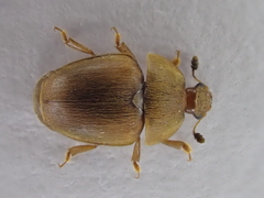 Cychramus luteus