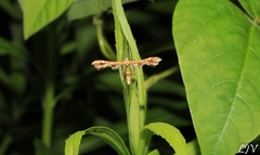 Geina periscelidactylus