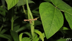 Geina periscelidactylus