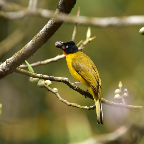 Flame-throated Bulbul (Rubigula gularis), photo 5