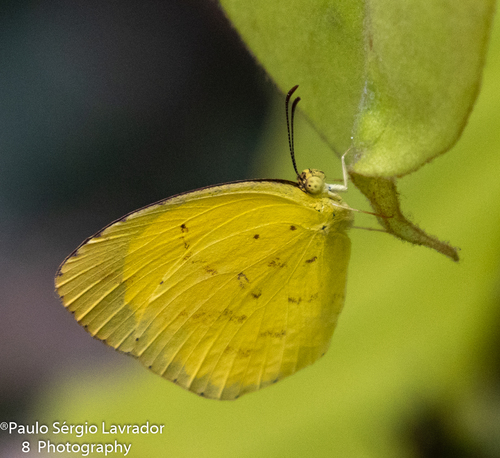 Angled Grass Yellow