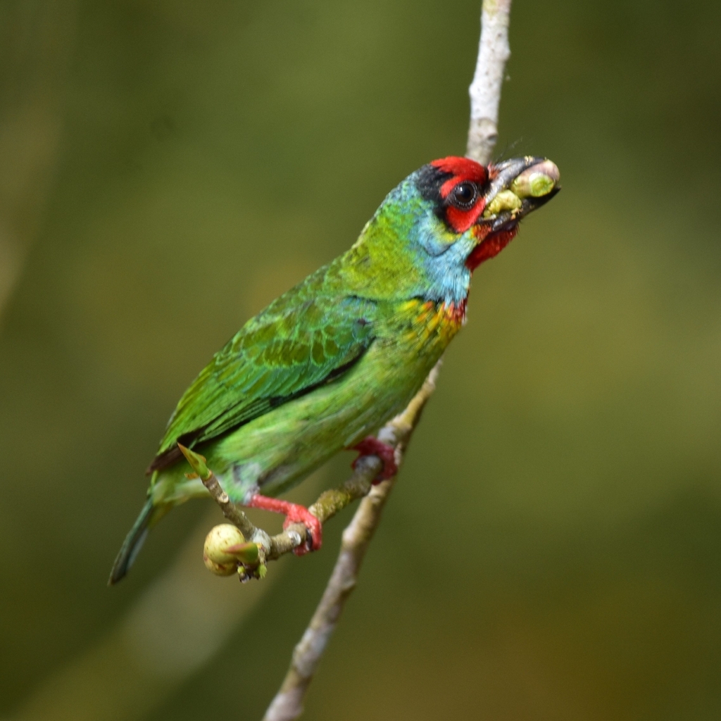 Malabar Barbet (Psilopogon malabaricus) photo