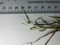 Carex capillaris