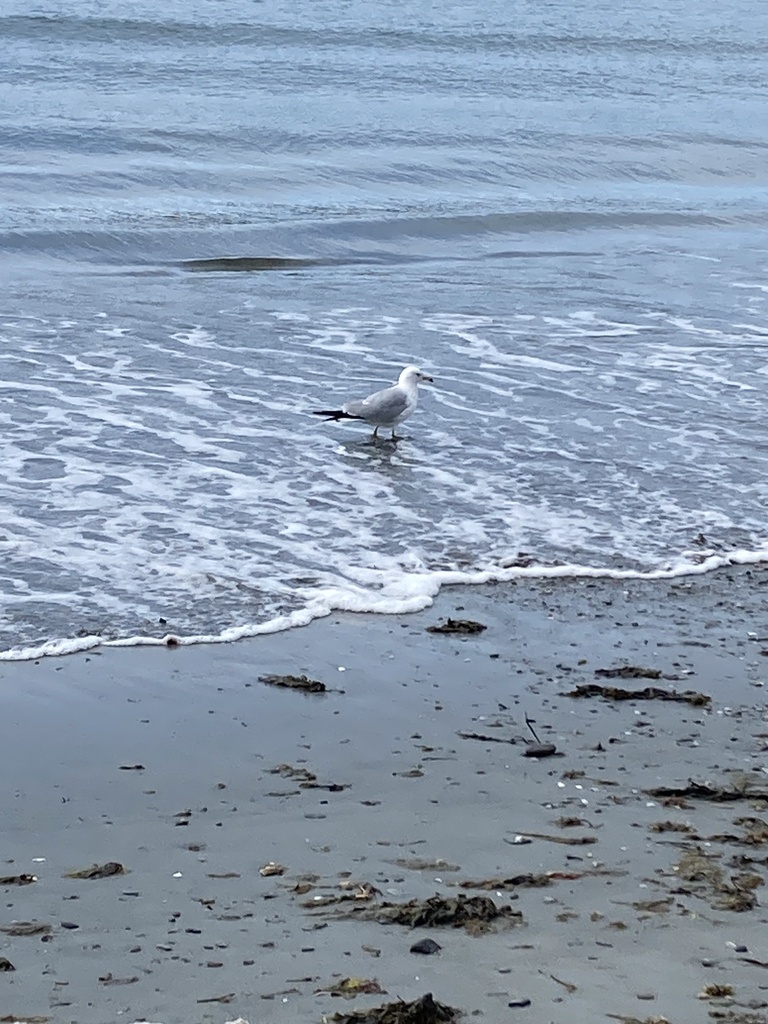 Ringbilled Gull from Mackerel Cove Beach, Jamestown, RI, US on April