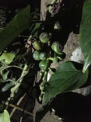 Ficus fistulosa