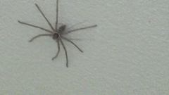 Heteropoda venatoria