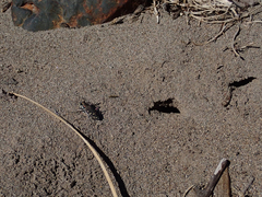 Cicindela oregona oregona