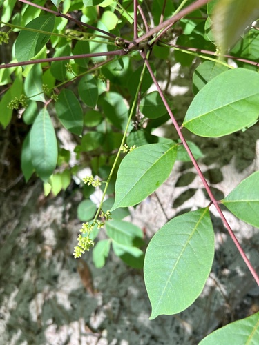 Poison sumac (Toxicodendron vernix)