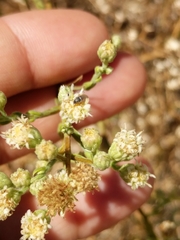 Baccharis brachyphylla