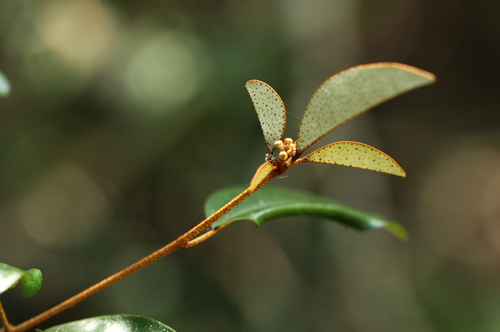 Croton pseudopulchellus image