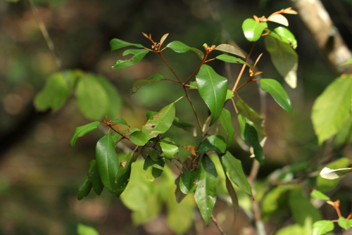 Croton pseudopulchellus image