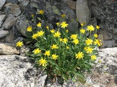 Senecio doronicum