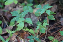 Toxicodendron radicans image
