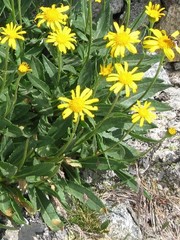 Senecio doronicum