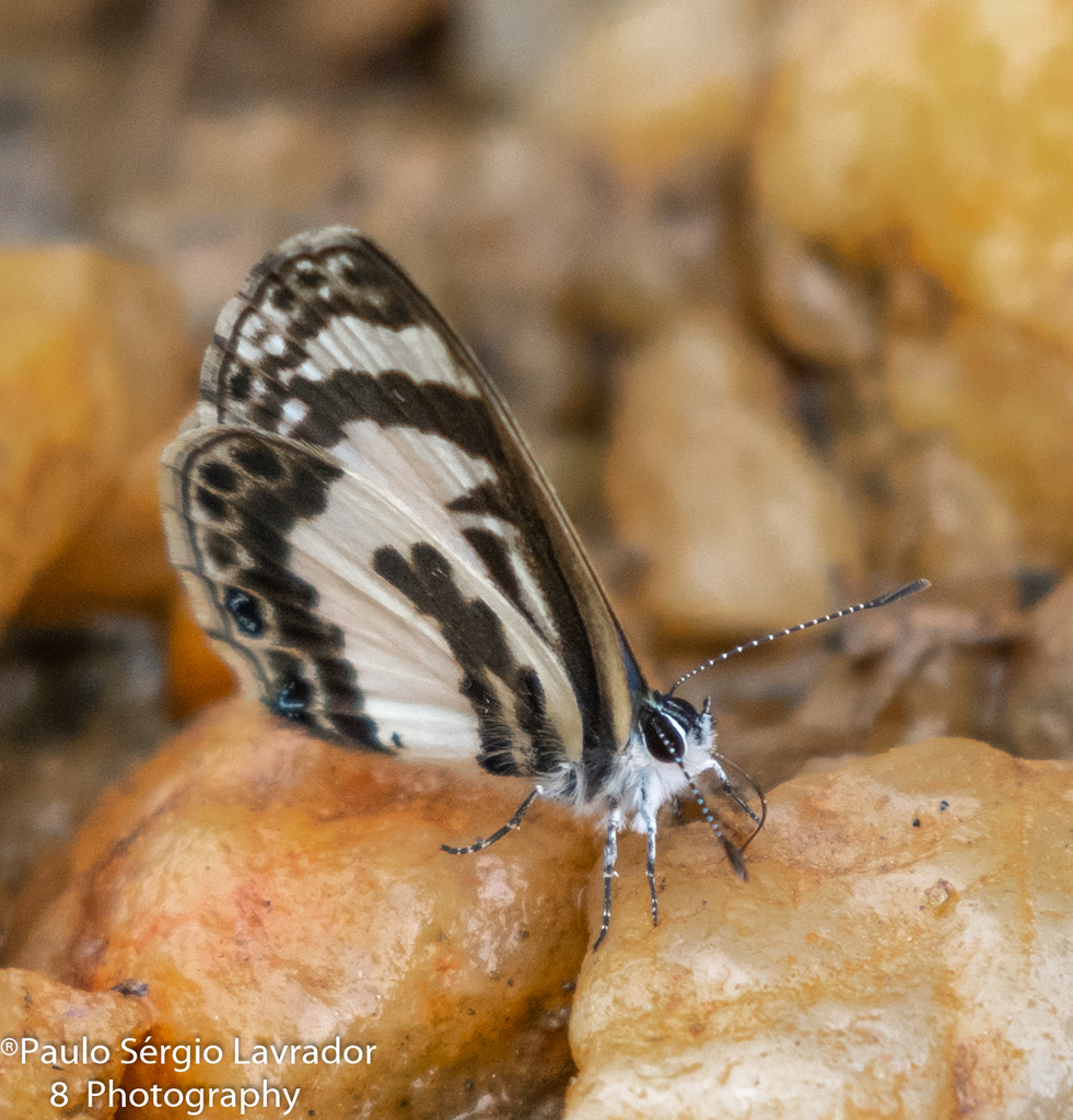 White-banded Babul Blue