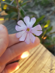 Silene rigens