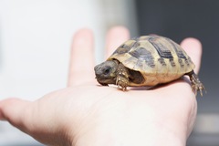 Testudo hermanni boettgeri