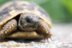Testudo hermanni boettgeri