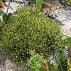 Coleonema juniperinum