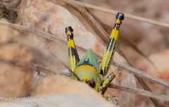 Zonocerus variegatus