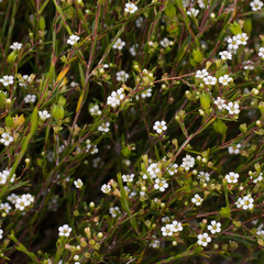 Coleonema juniperinum