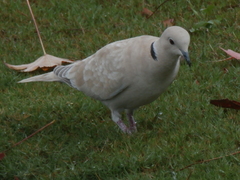 Streptopelia roseogrisea