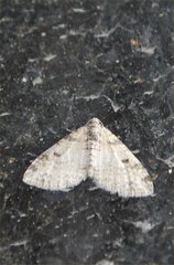 Lobophora nivigerata