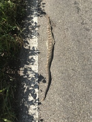 Crotalus tzabcan