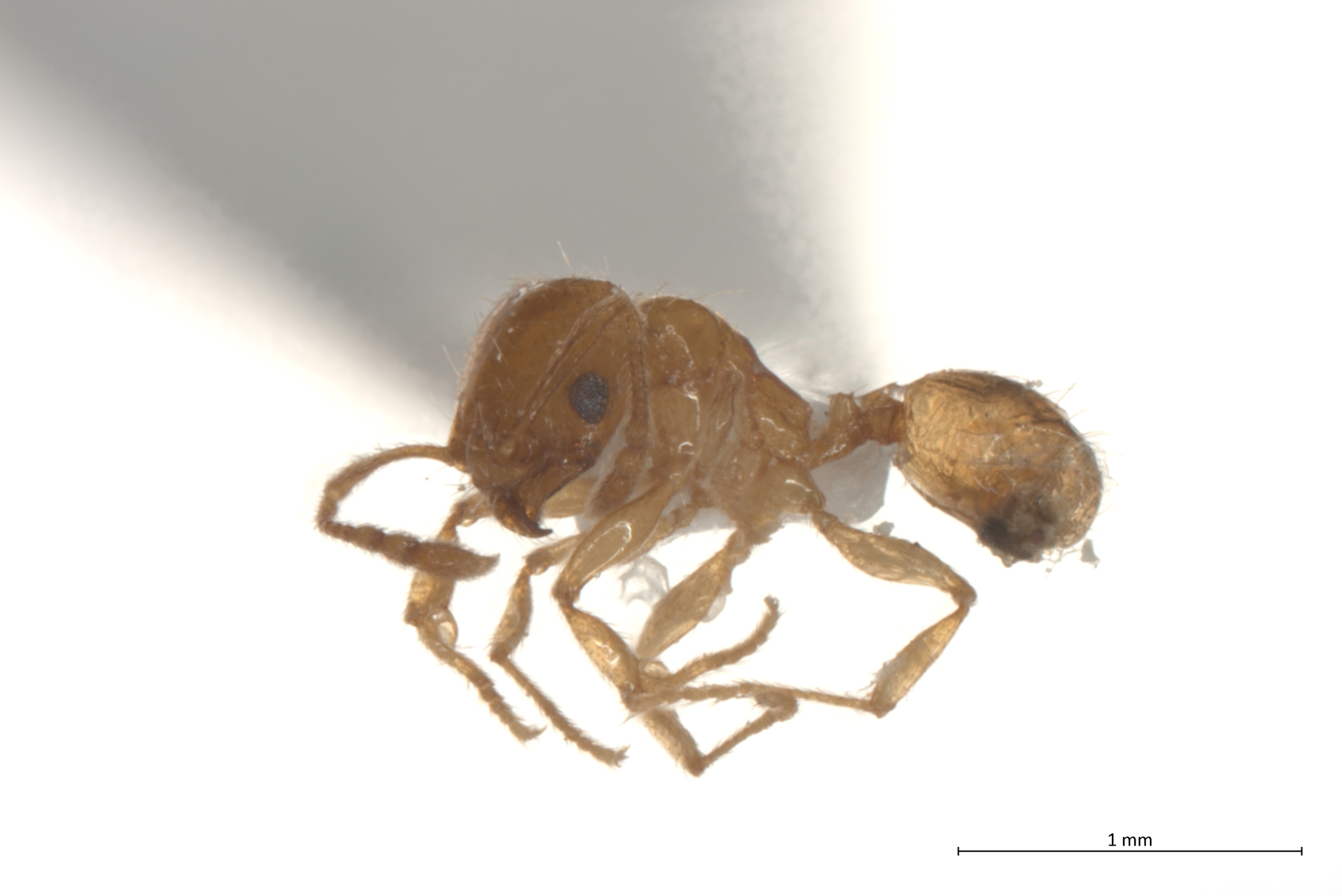 Pheidole quercicola