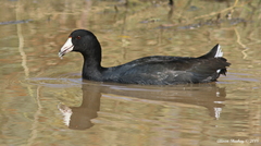 Fulica americana