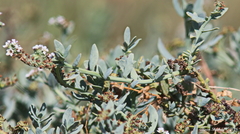 Heliotropium curassavicum