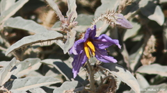Solanum elaeagnifolium