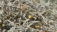 Solanum elaeagnifolium