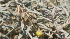 Solanum elaeagnifolium