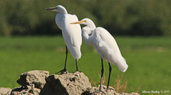 Ardea alba