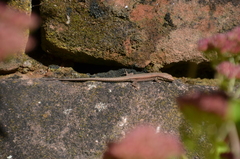 Podarcis muralis