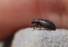 Coleoptera