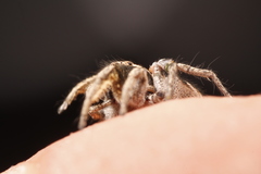 Habronattus festus