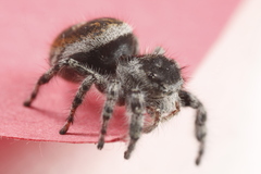 Phidippus tyrrelli