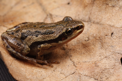 Boreal Chorus Frog