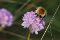 Bombus muscorum