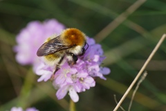 Bombus muscorum