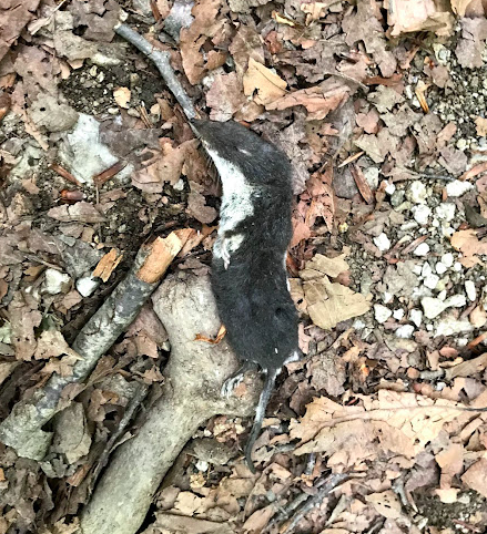 Mediterranean Water Shrew, Italia, photo 8 of 10