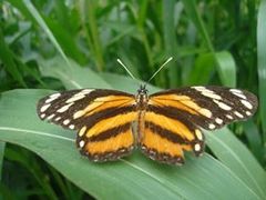 Eresia phillyra phillyra