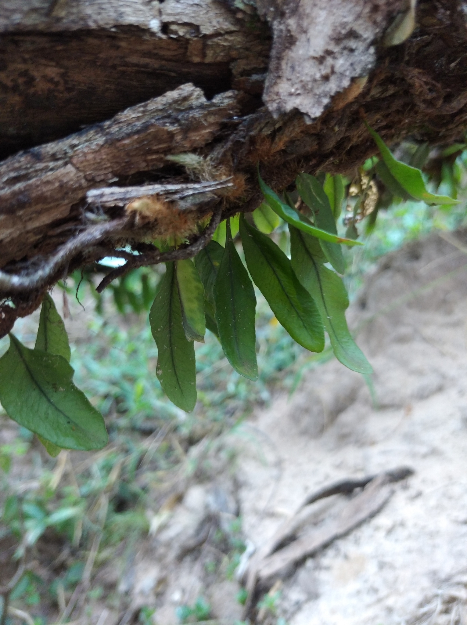 Microgramma squamulosa