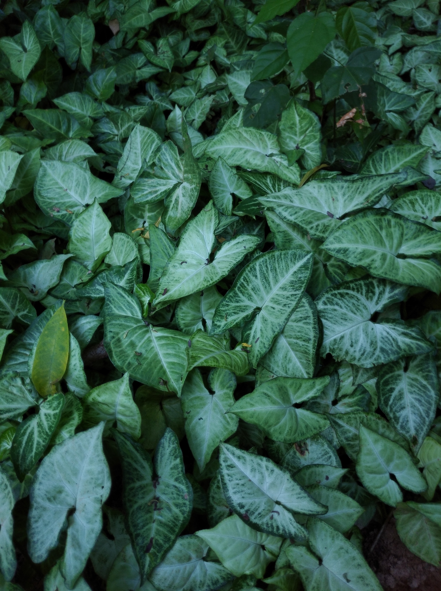 Syngonium podophyllum