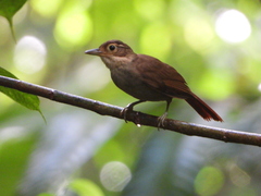 Chiriqui Foliage-Gleaner photo 3