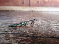 Stagmomantis montana