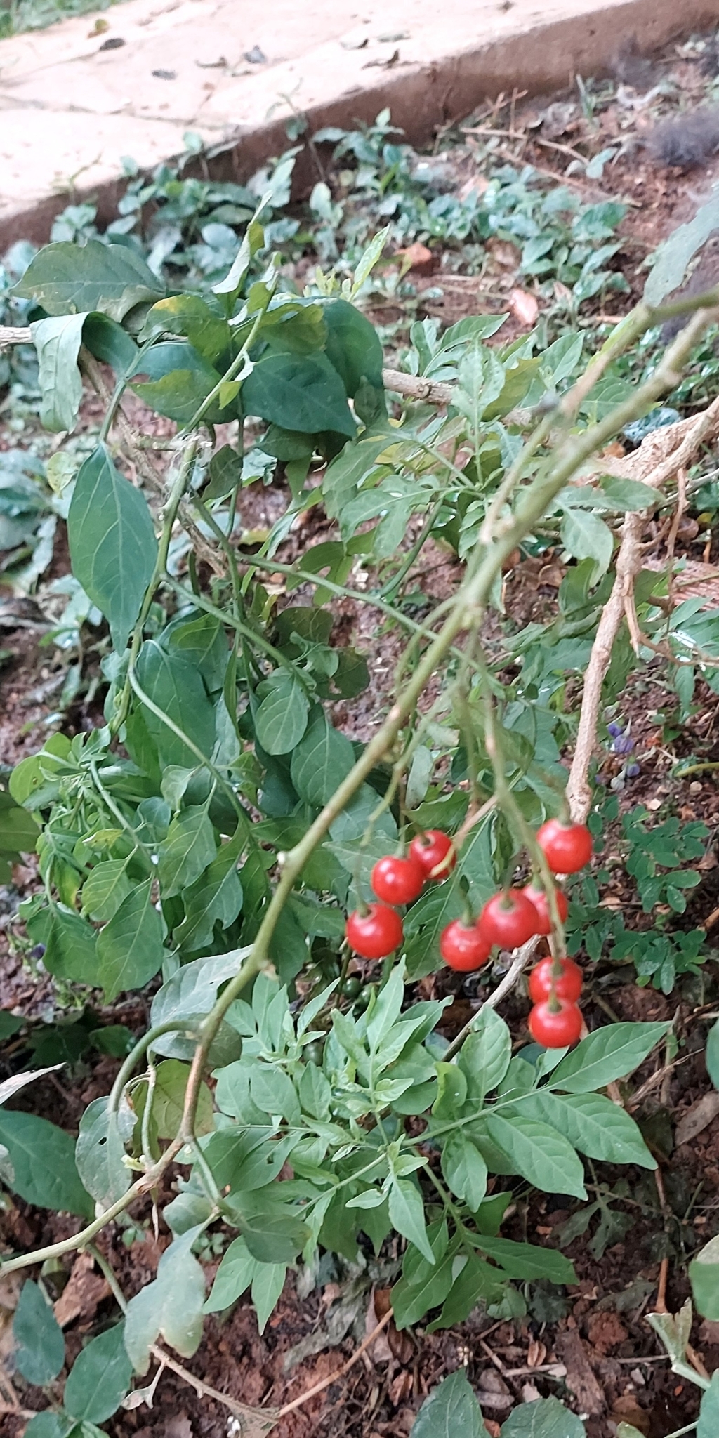 Solanum seaforthianum