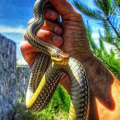 Philodryas chamissonis